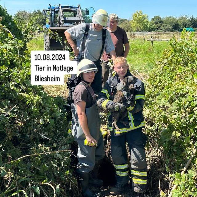 Hund wohlbehalten gerettet