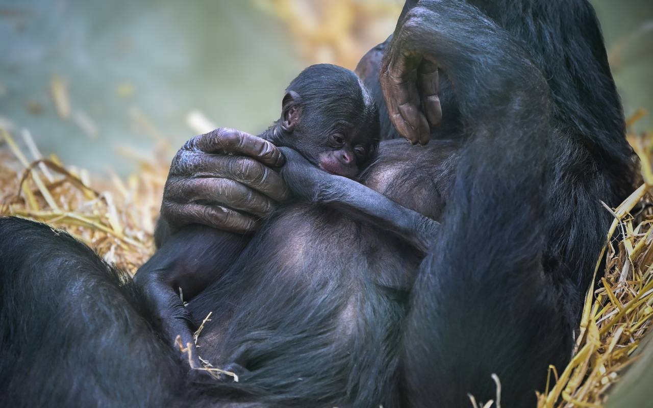Mama Malaika mit Baby Milumbe im Kölner Zoo