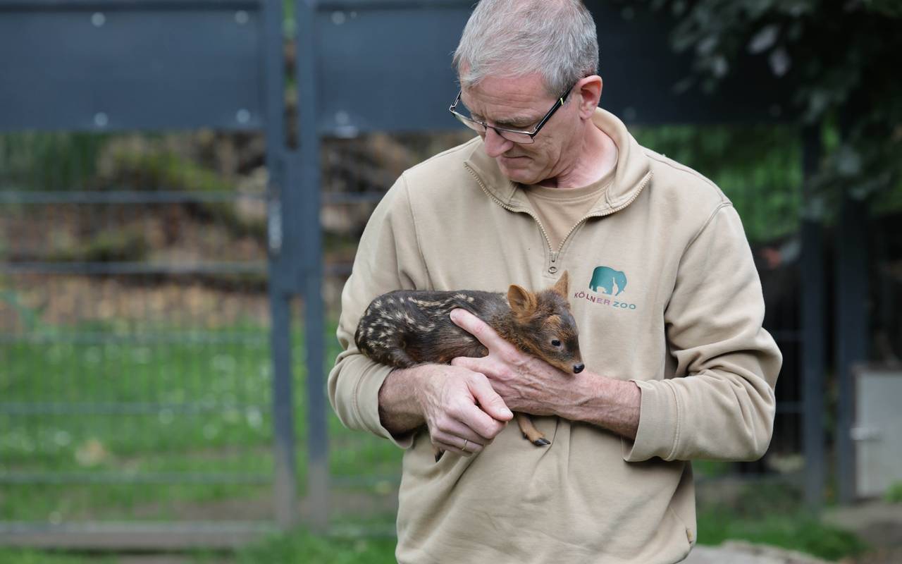 So klein ist der frisch geborene Pudu