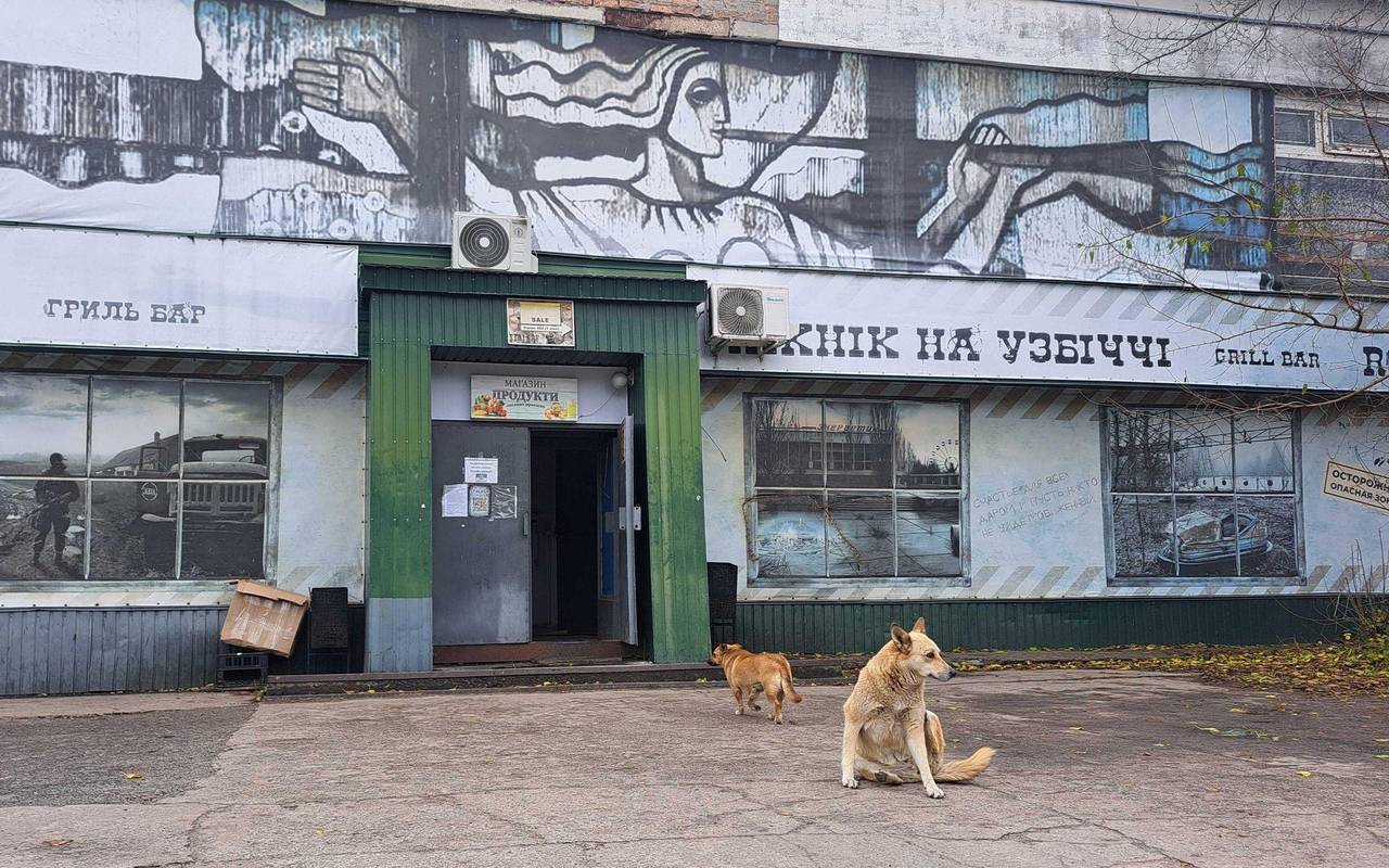 Straßenhunde in Tschernobyl