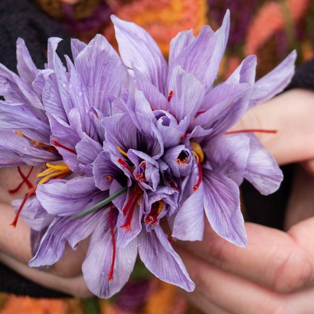 Safranblüten in einer Hand