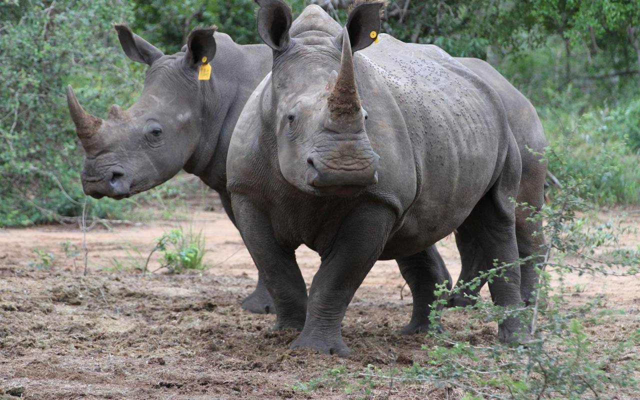 Nashorn-Hörner am Flughafen Singapur sichergestellt