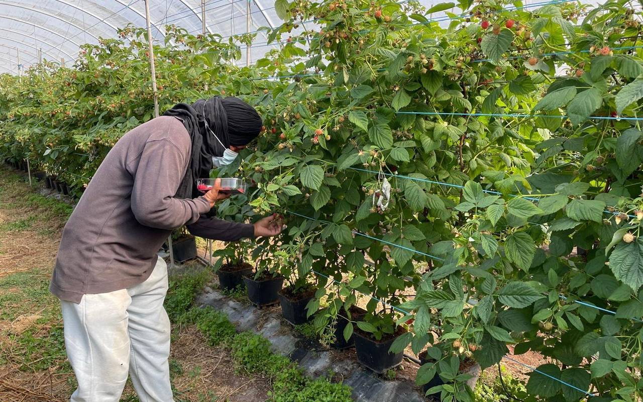 Ausbeutung von Migranten in Portugal