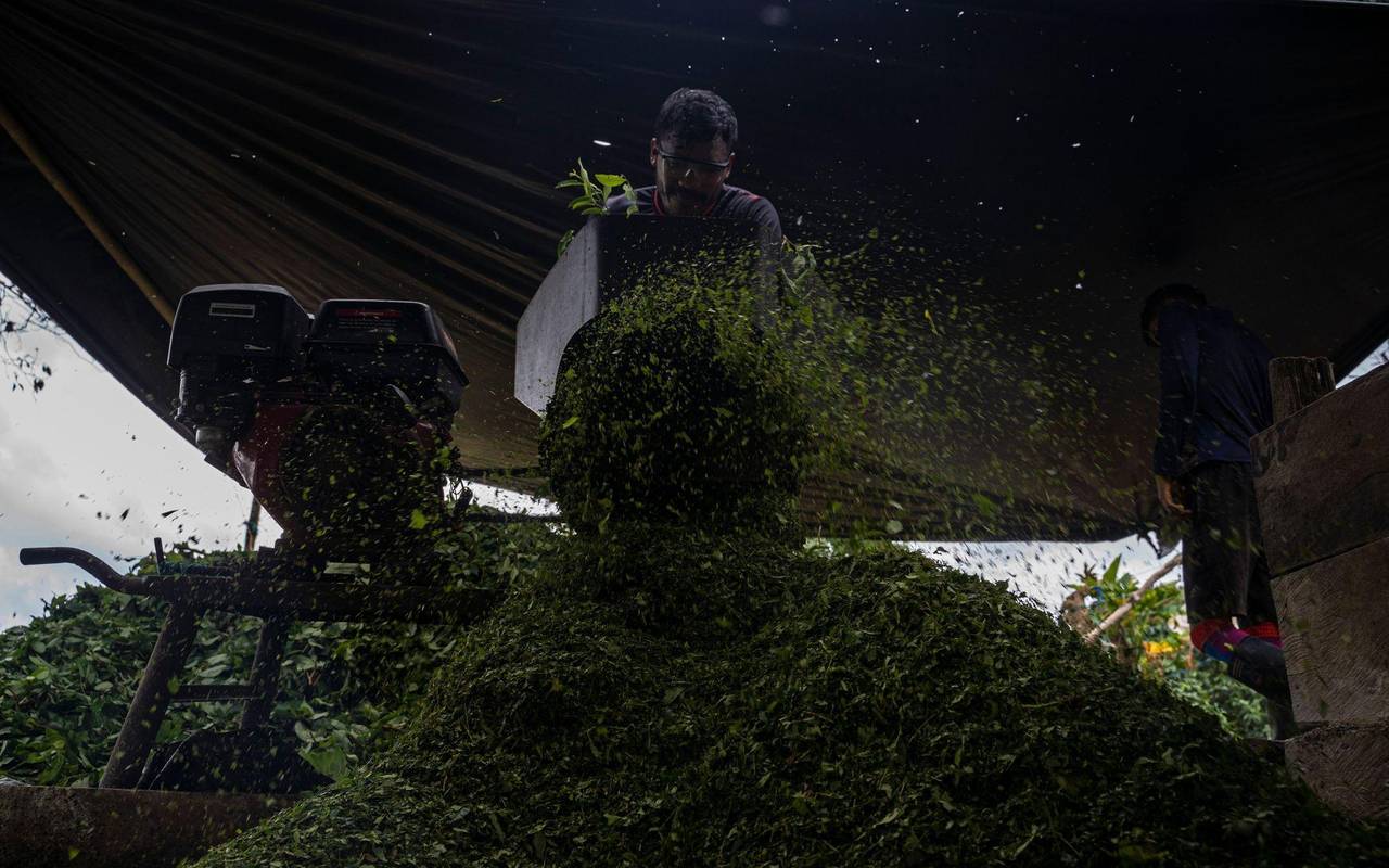 Koka: Anbau und Verarbeitung