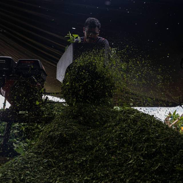 Koka: Anbau und Verarbeitung