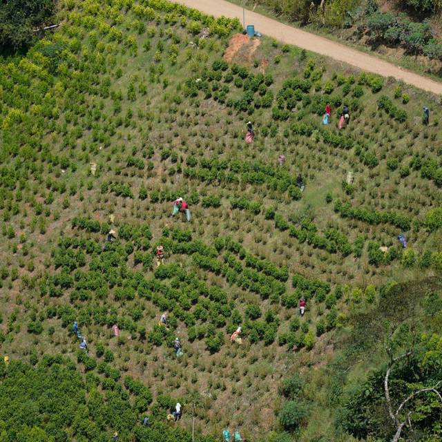 Kokain aus Kolumbien