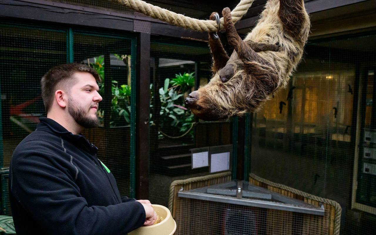 Nachwuchs bei den Faultieren im Vogelpark Walsrode