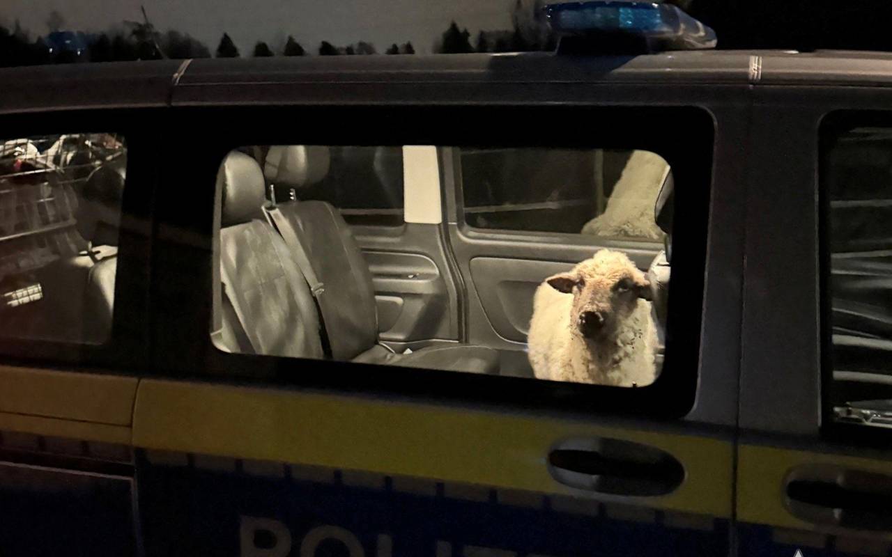 Polizei rettet Schaf auf Abwegen