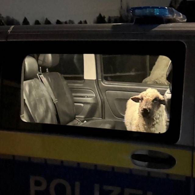 Polizei rettet Schaf auf Abwegen