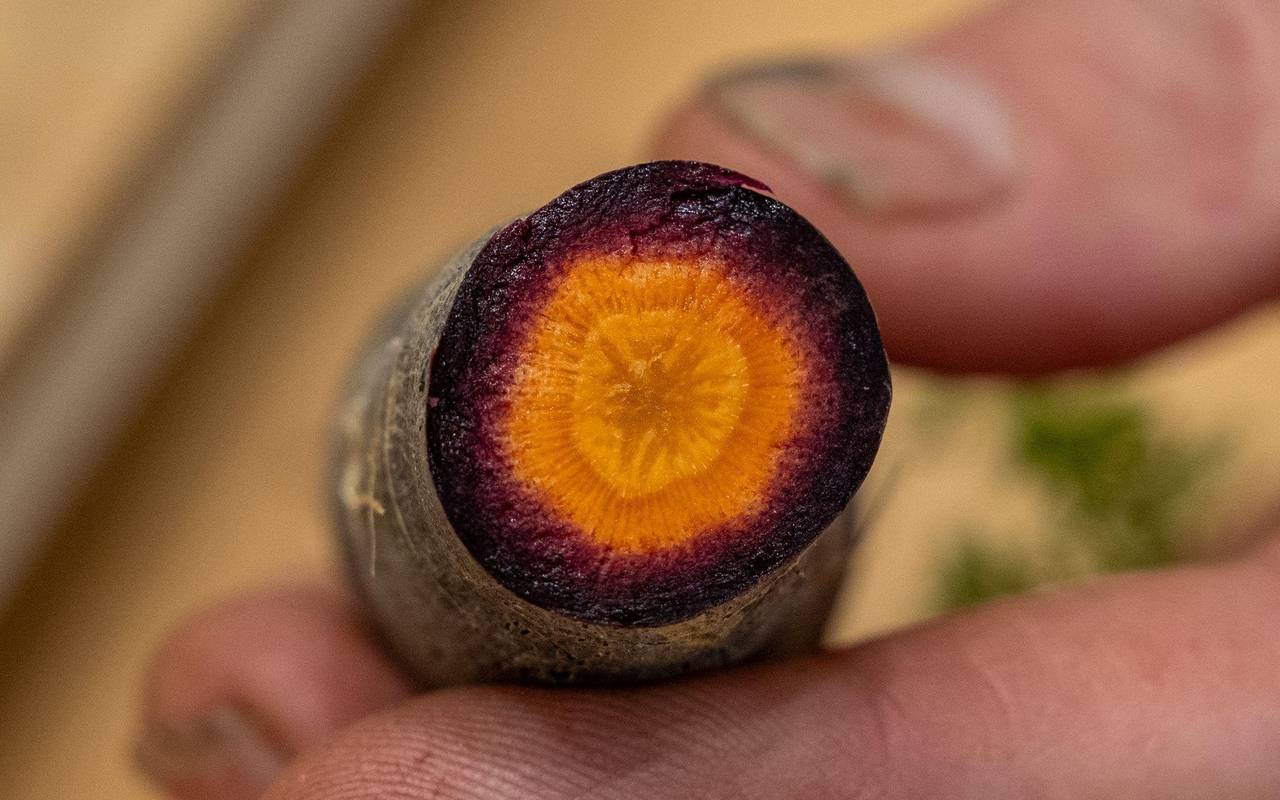 Eine aufgeschnittene schwarze Karotte