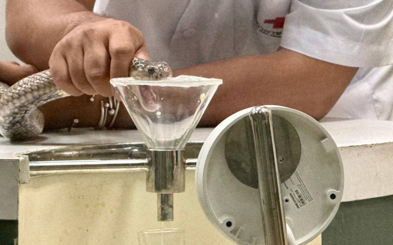 Schlangenfarm in Bangkok zur Herstellung von Antiserum