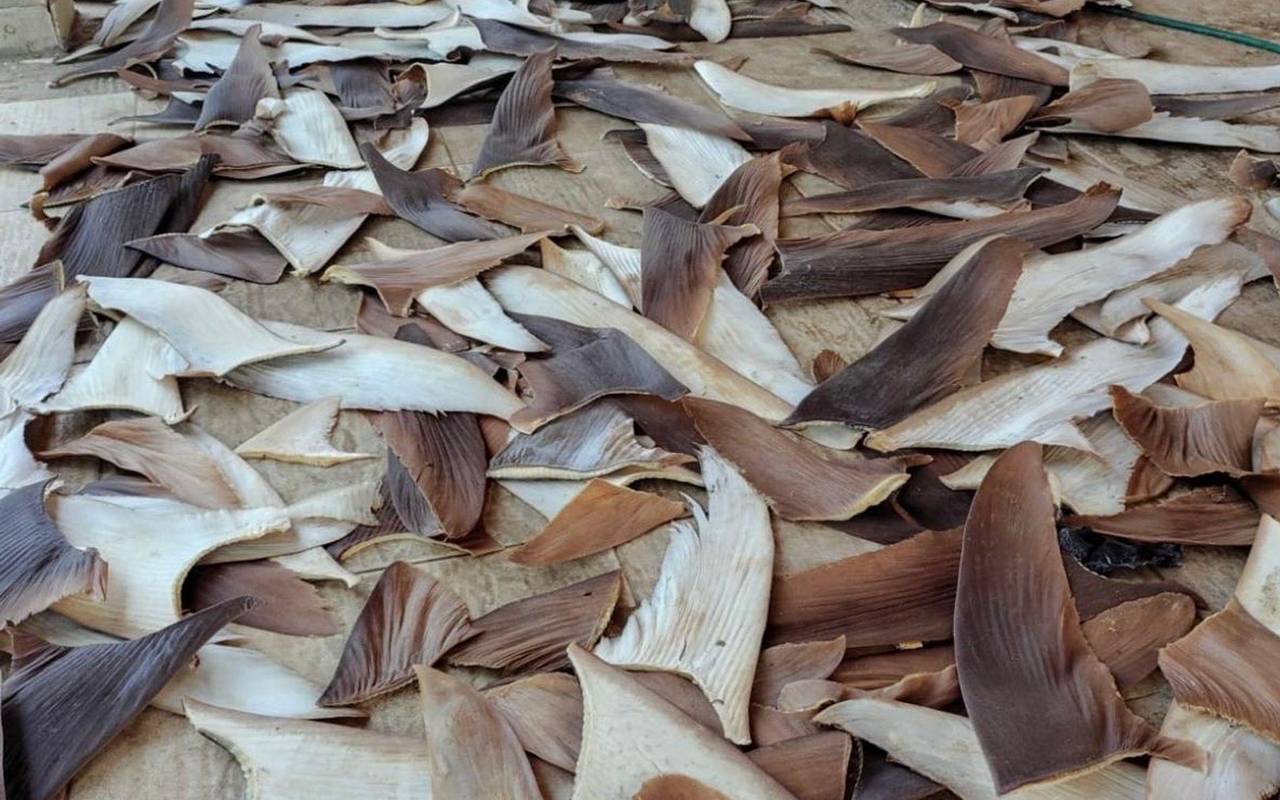 Mehr als 1,5 Tonnen Haiflossen in Brasilien beschlagnahmt