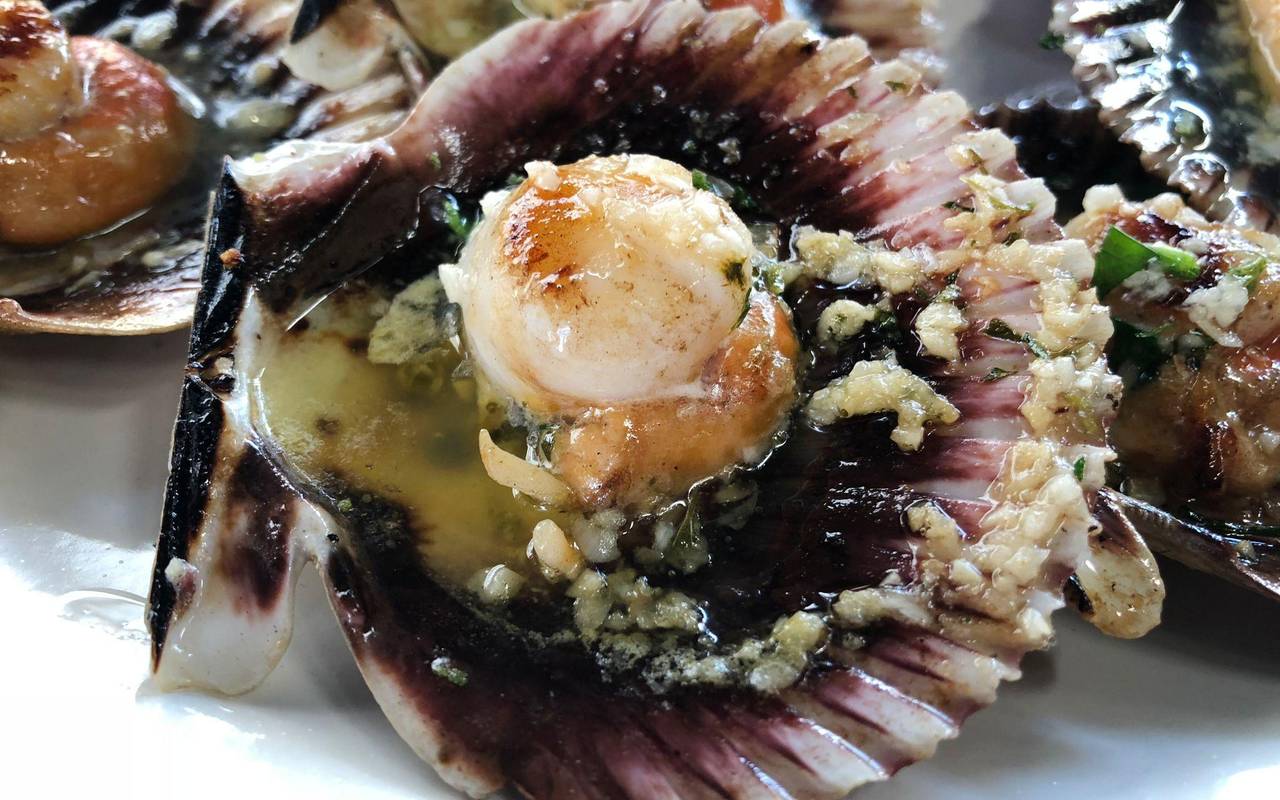 In der Schale servierte Jakobsmuschel