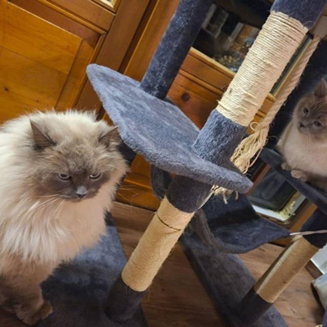 Katzen nach Diebstahl wieder vereint