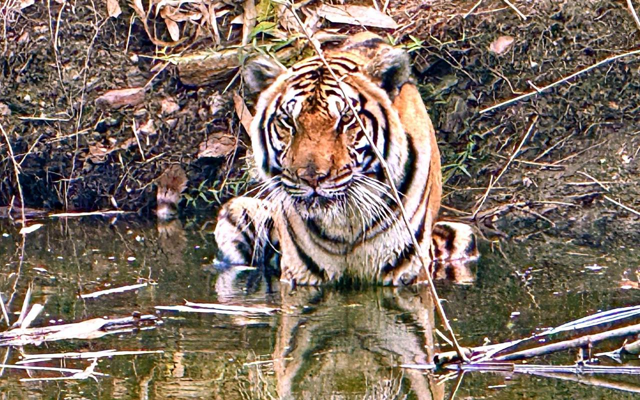 72 Tiger in Thailand verendet