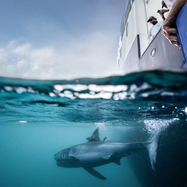Ein Hai ist mit einem Peilsender versehen