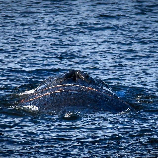Ein Wal im Wismarer Hafen