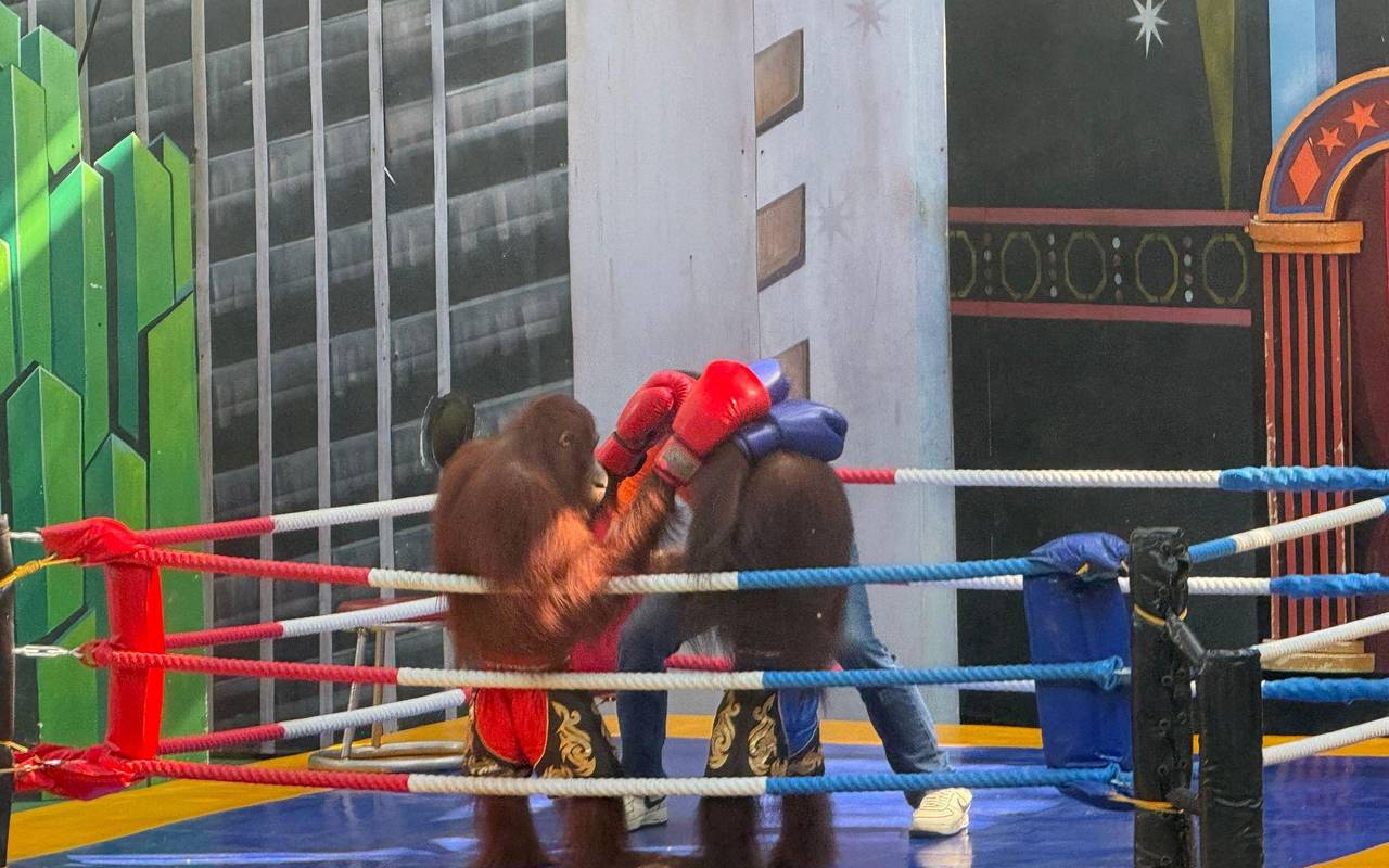 Orang-Utans als Touristenattraktion in Thailand