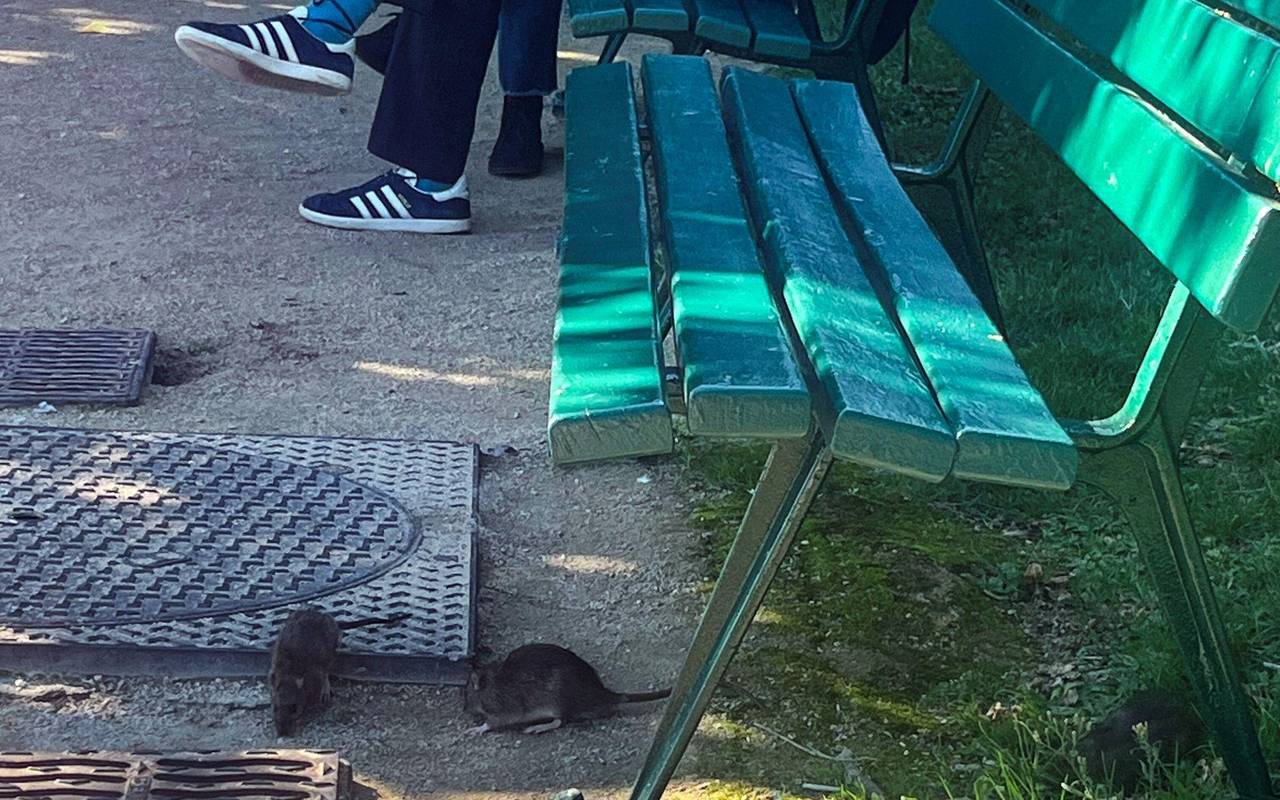 Wahlkampf in Paris - Millionen Ratten sorgen für Streit