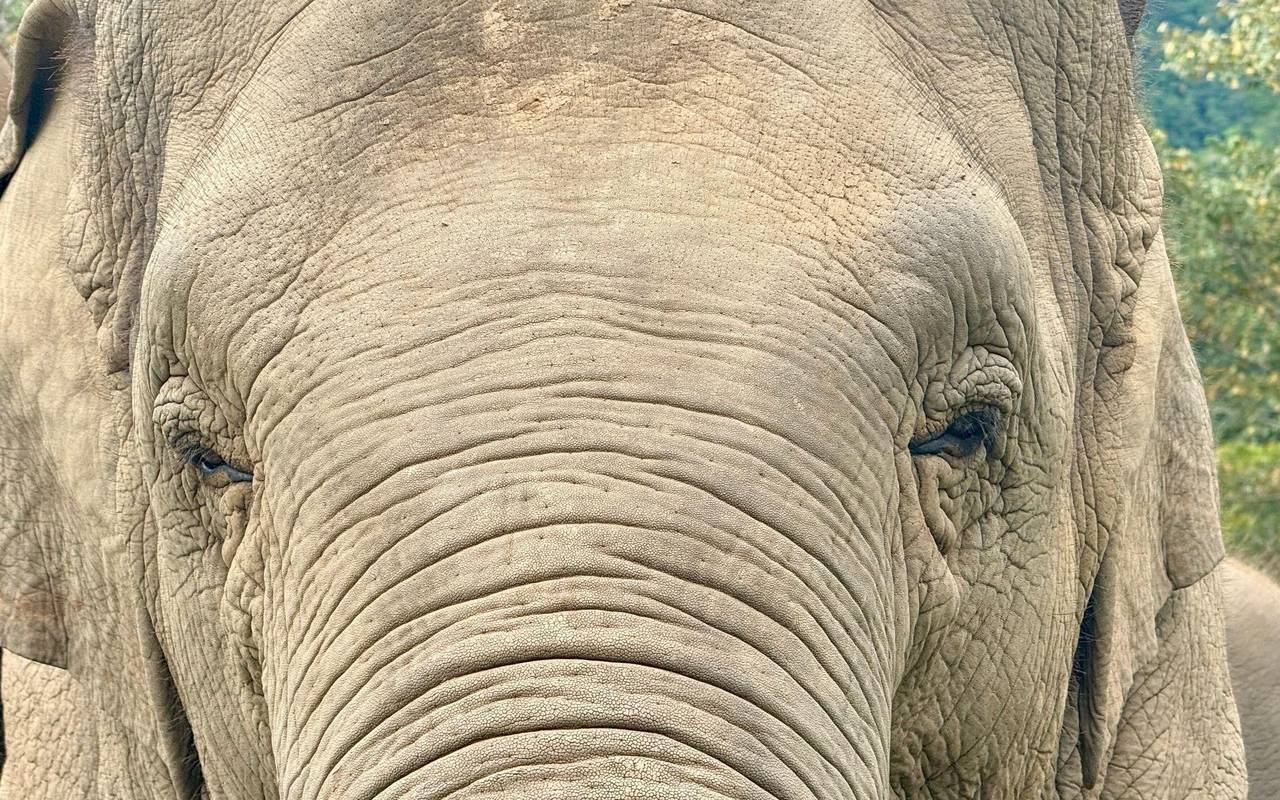 Ein Elefant in Thailand