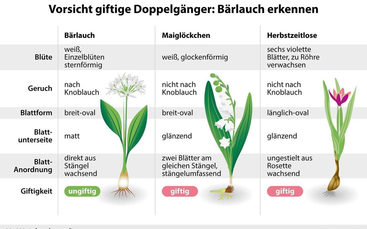 Bärlauch nicht mit Doppelgängern verwechseln