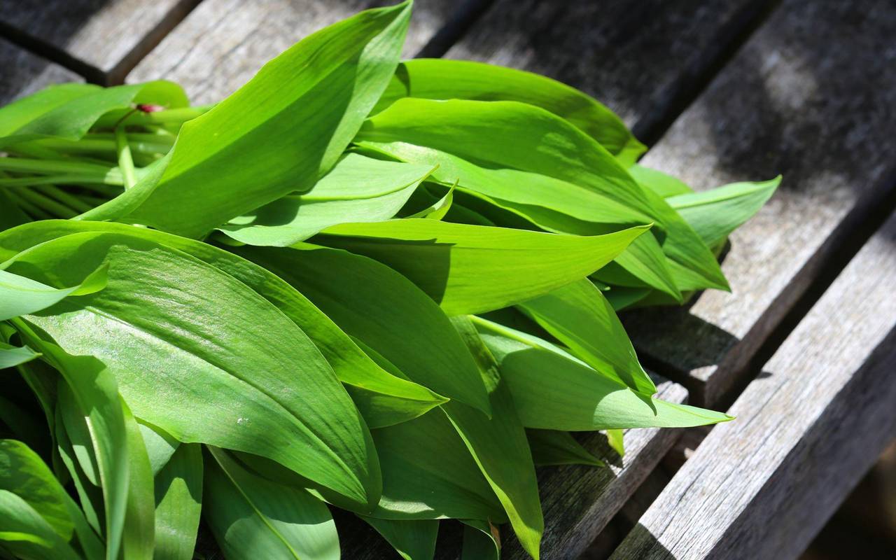 Bärlauch auf einem Holztisch