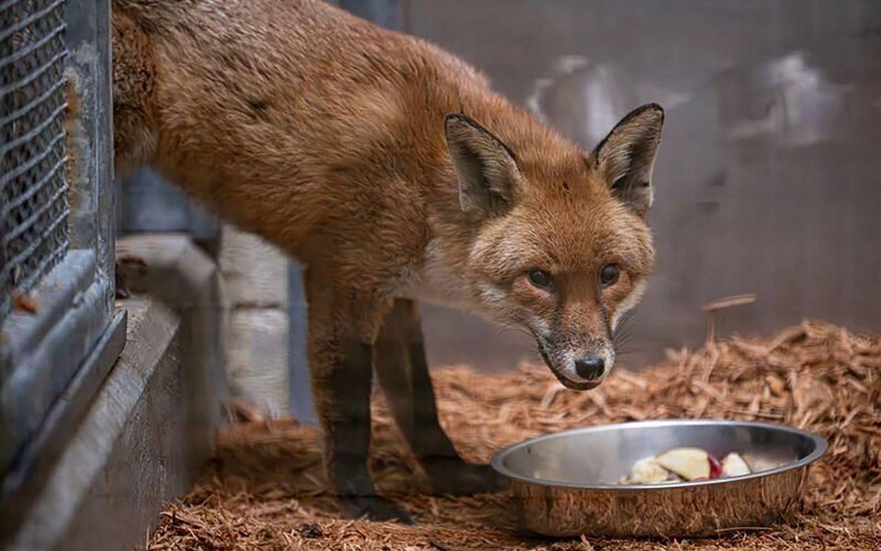 Fuchs reist als "blinder Passagier" von England nach New York