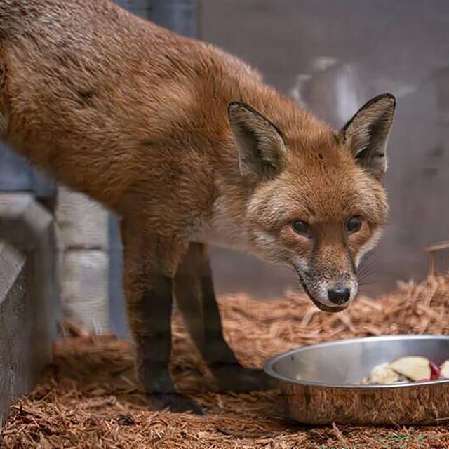 Fuchs reist als "blinder Passagier" von England nach New York