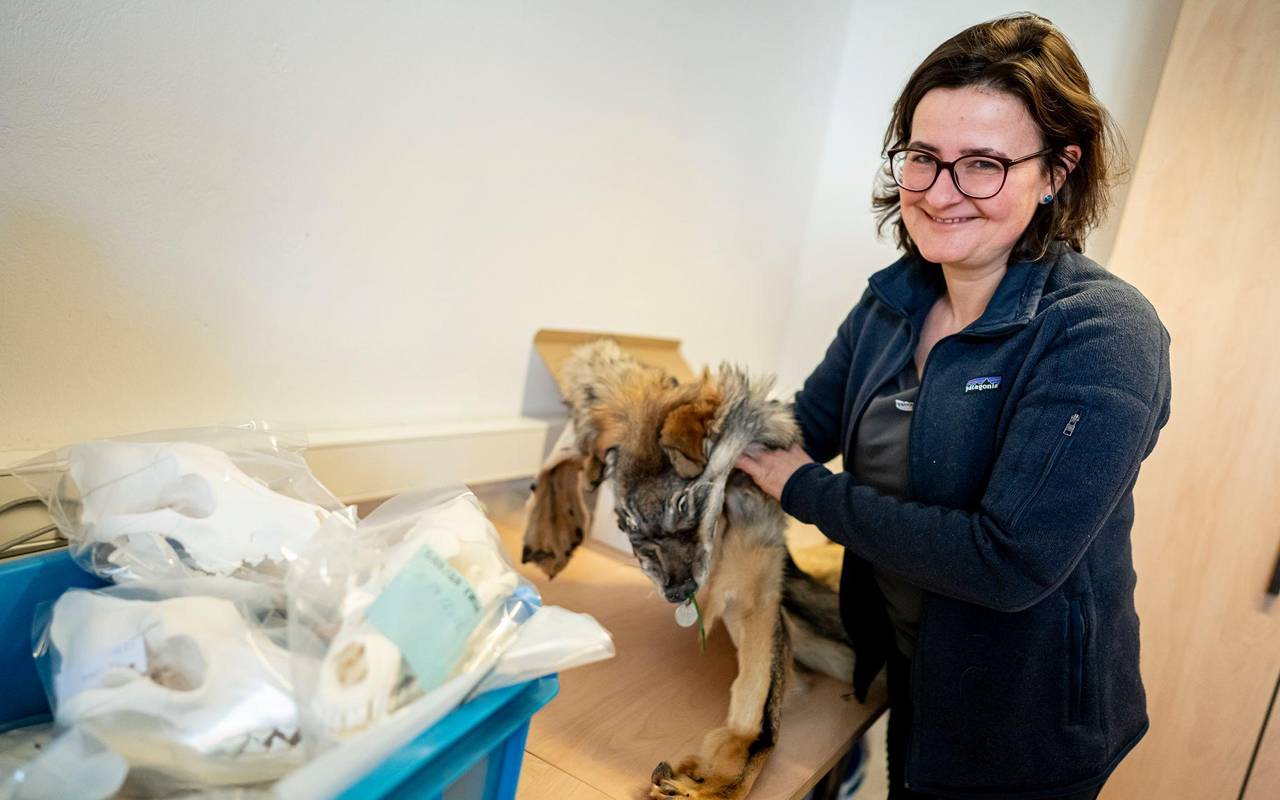 Was macht ein Präparator mit einem totem Wolf