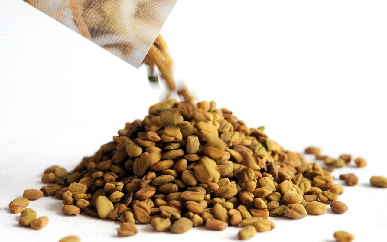 Saatgut von Bockshornklee-Sprossen