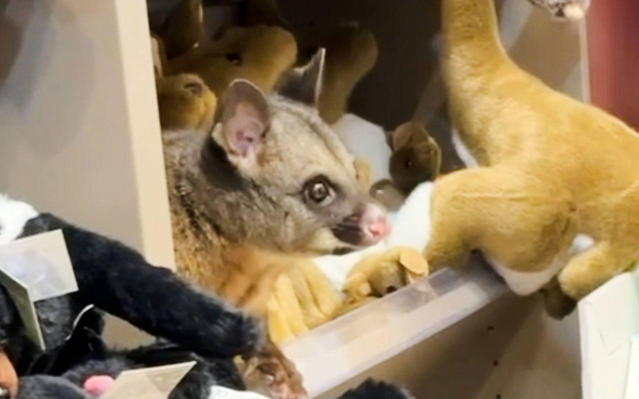 Possum versteckt sich zwischen Plüschtieren