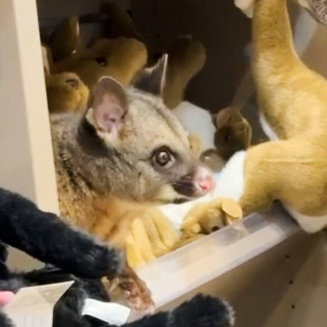 Possum versteckt sich zwischen Plüschtieren