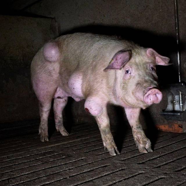 Grausige Zustände in einem spanischen Schweinemastbetrieb