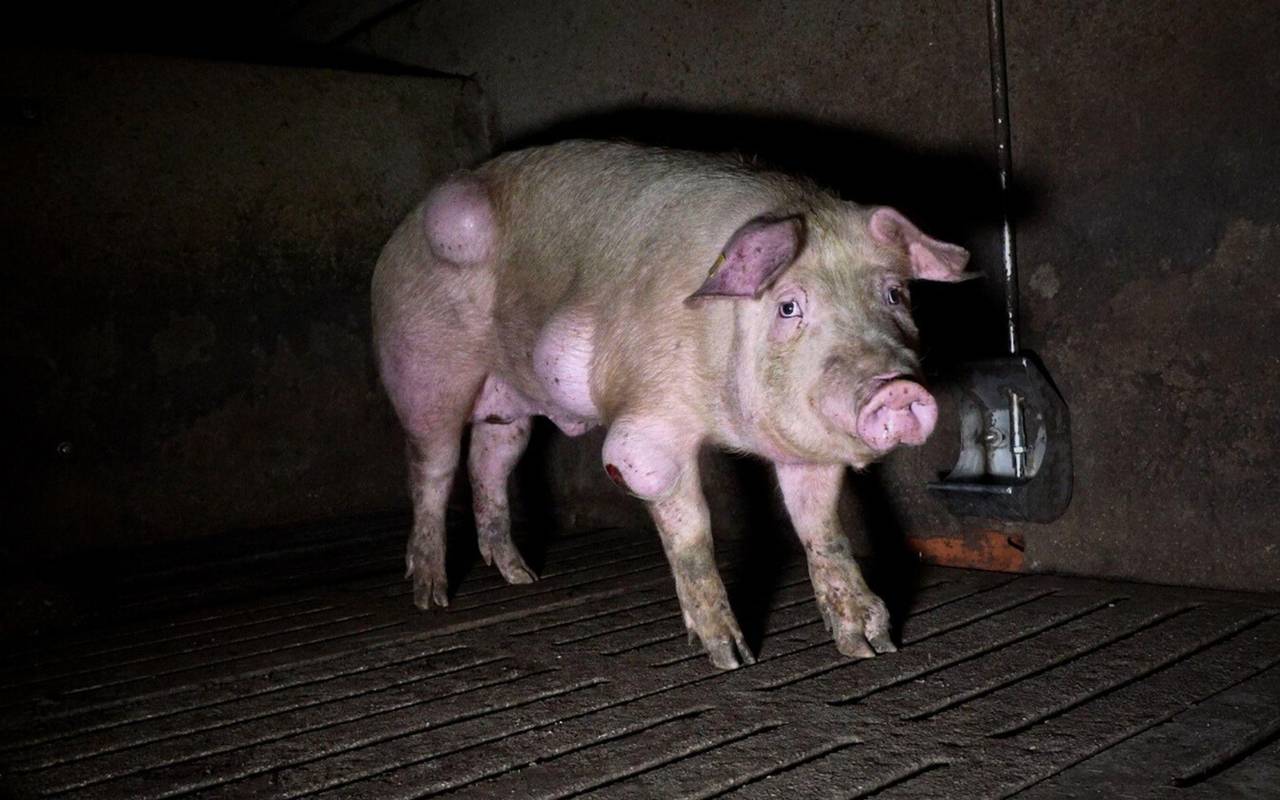 Grausige Zustände in einem spanischen Schweinemastbetrieb