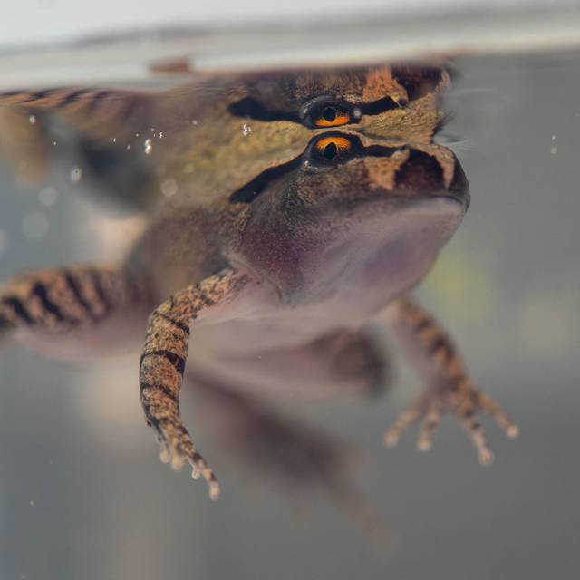 Südlicher Stotterfrosch (Mixophyes australis) in Australien