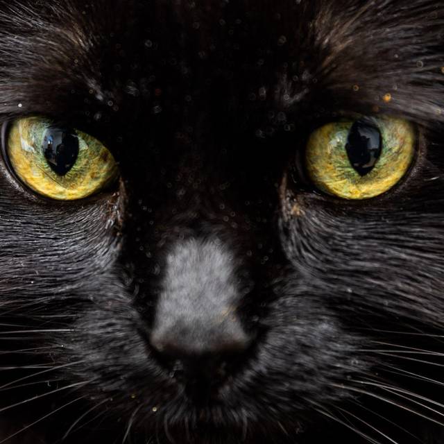 Schwarze Katze