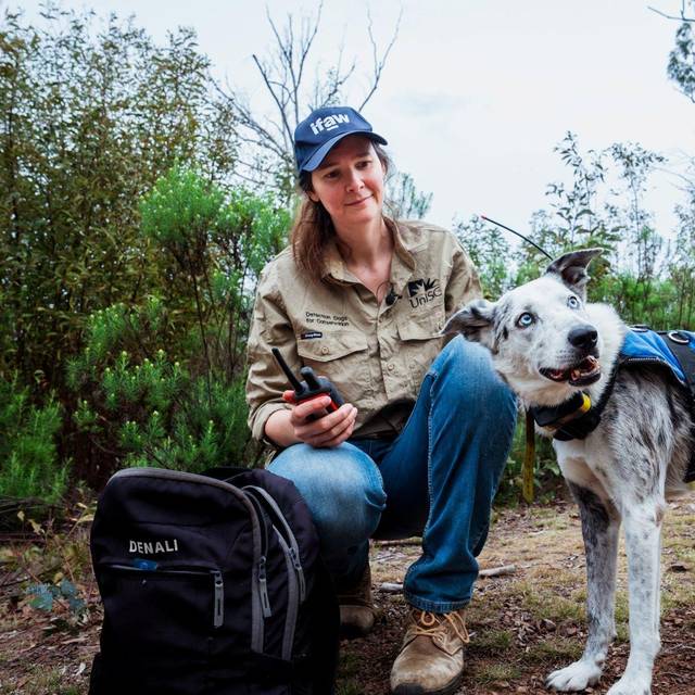 Koala-Spürhund Bear
