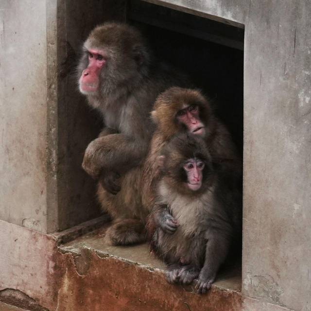 Affenbaby Punch in Japan