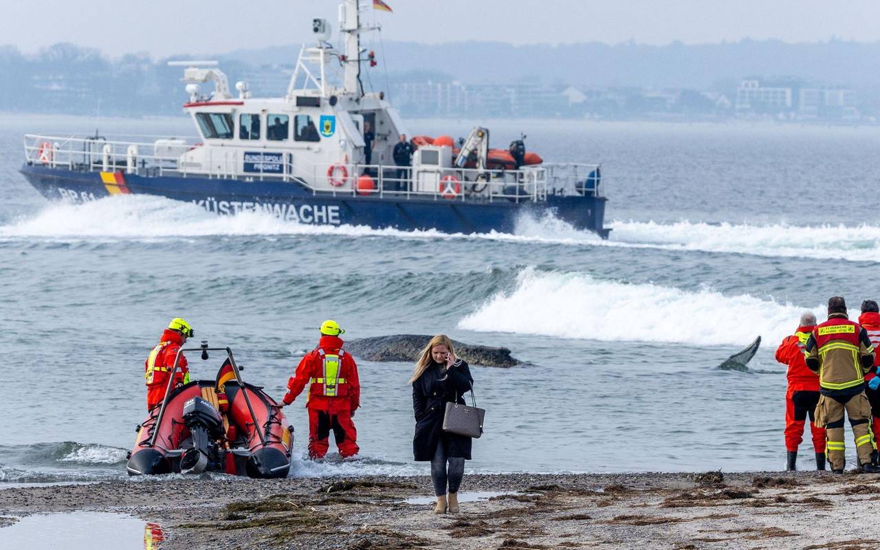 Wal an der Ostseeküste gestrandet