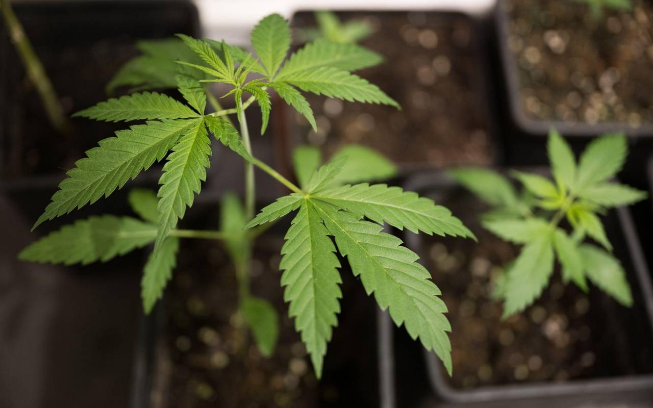 Cannabis-Anbau