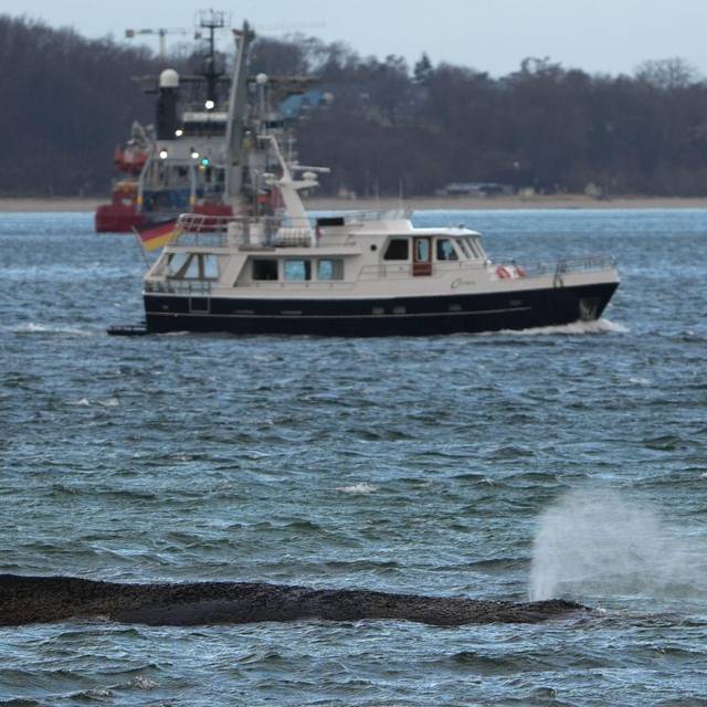 Wal an der Ostseeküste gestrandet