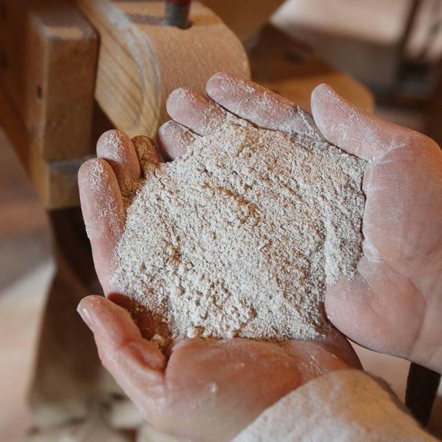 Ein Müller hält Roggen-Vollkornmeh in den Händen