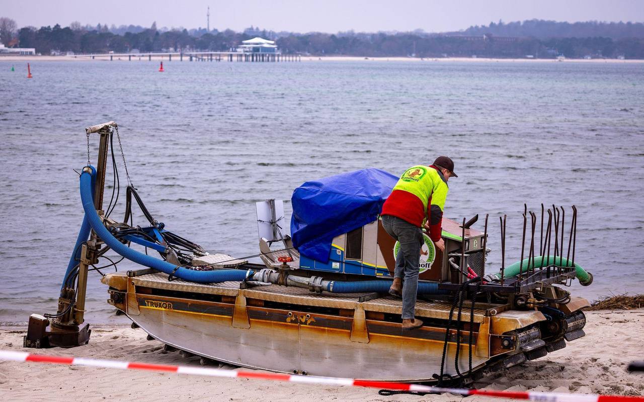 Wal an der Ostseeküste gestrandet