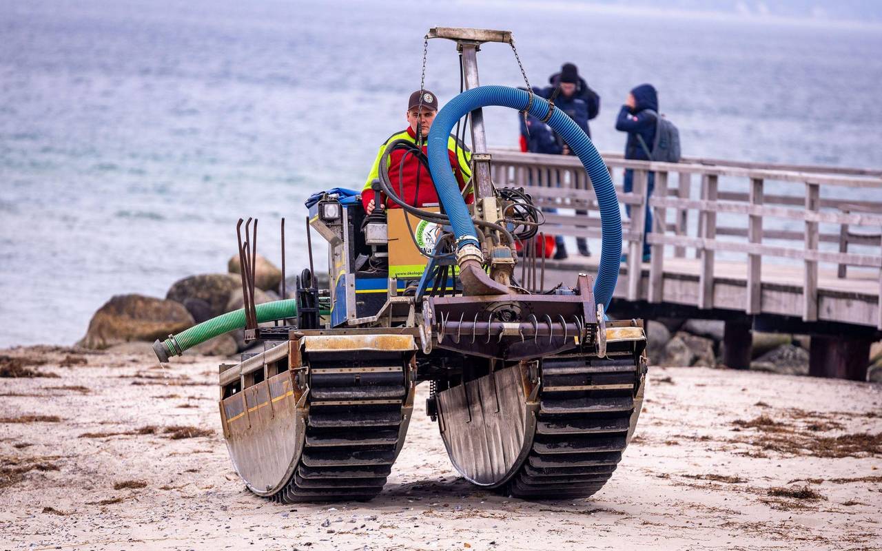 Wal an der Ostseeküste gestrandet