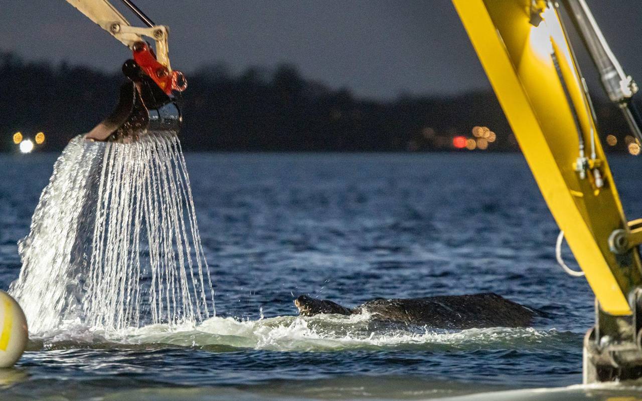 Wal an der Ostseeküste