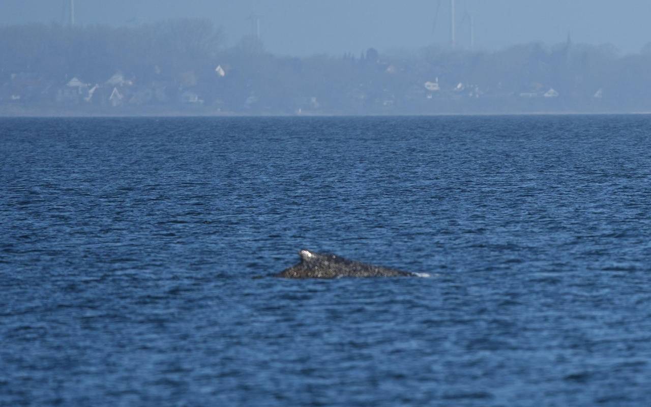 Wal an der Ostseeküste wieder frei