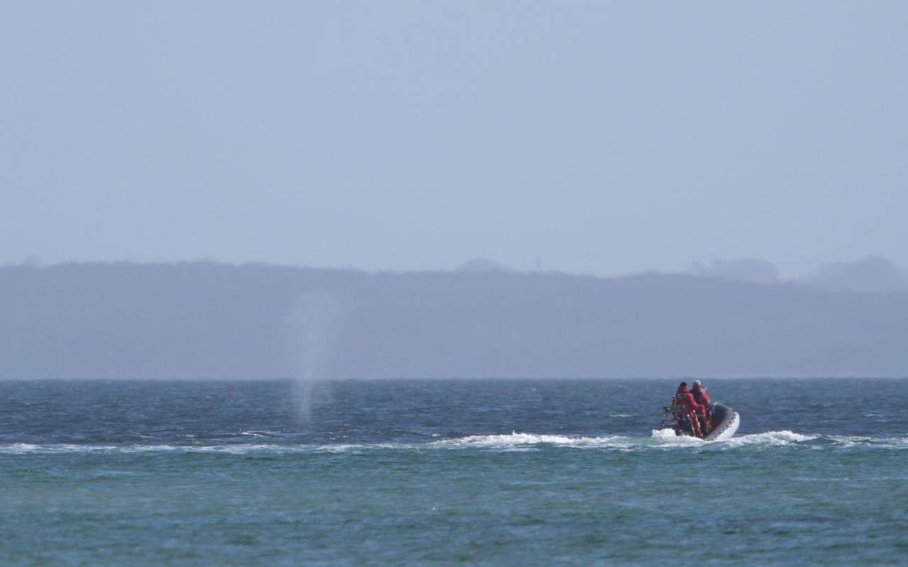 Wal an der Ostseeküste wieder frei