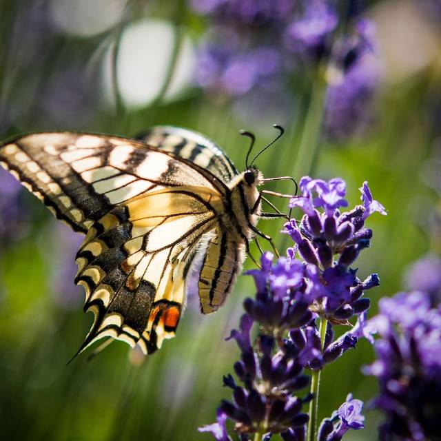 «Auf jeden Fall gehört das Wort Unkraut gestrichen»