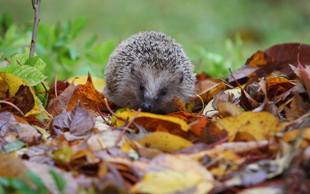 «Auf jeden Fall gehört das Wort Unkraut gestrichen»
