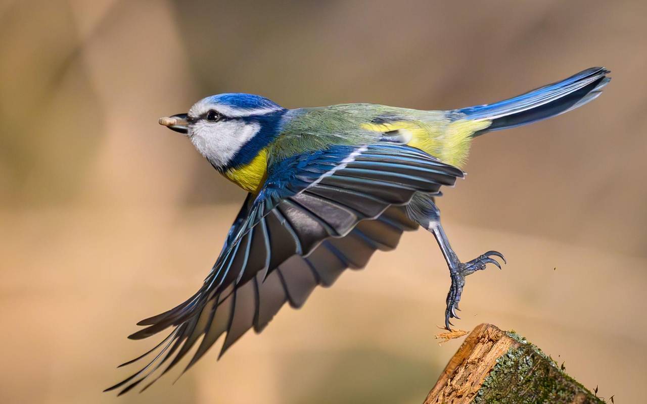 «Auf jeden Fall gehört das Wort Unkraut gestrichen»